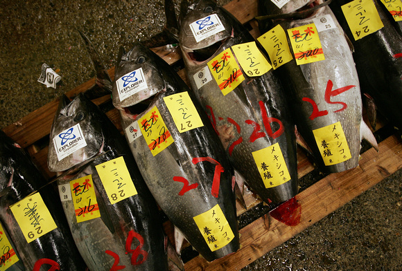 Tsukiji Fischmarkt, Tokio 2007