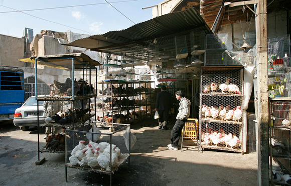 Vogelmarkt Isfahan 2008